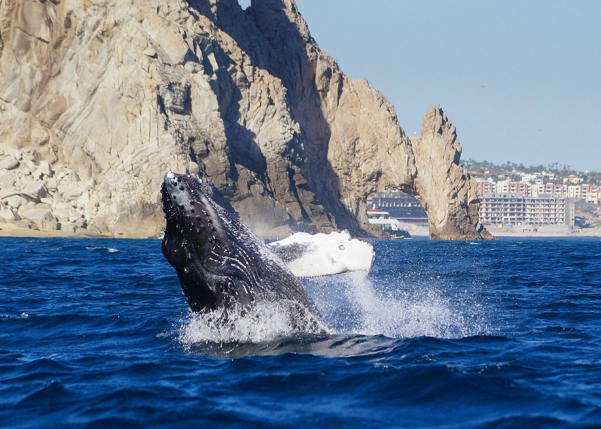 Whale watching tour in Cabo San Lucas Bay